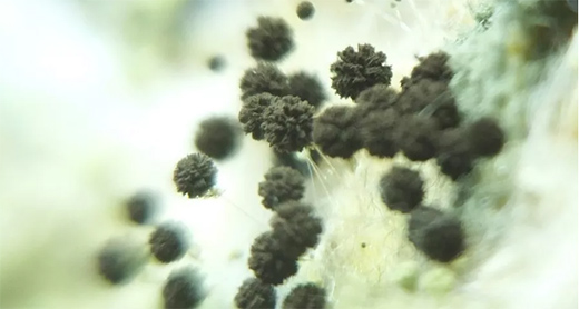 ����ȫ�X�Ҿ�׌��Ĵ˟o(w��)��÷�꼾����ĥ��!