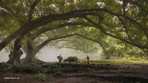 �ڽ^ȫ�ИI(y��)��vivo�������A������?