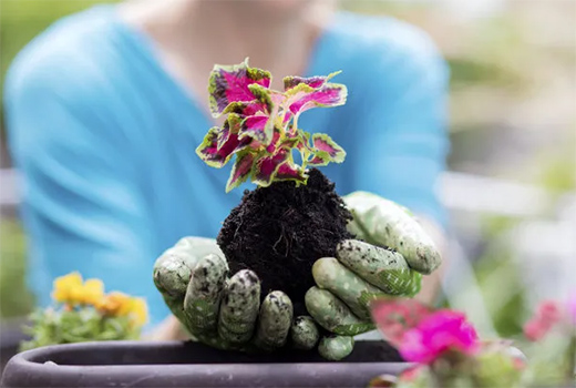 ������(BERNI)������ľ�����չ��δ��