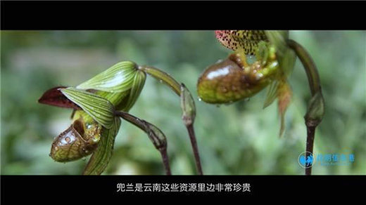 ��ʯ����20����Ĳ��� �A�����o(h��)��ֲ���Ĵ���؈��